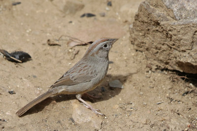 Rufous-crowned Sparrow