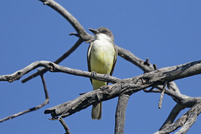 Thick-billed-Kingbird