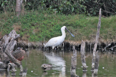 Royal Spoonbill