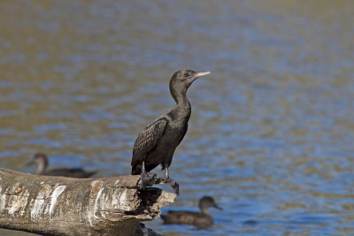 Little-black Cormorant