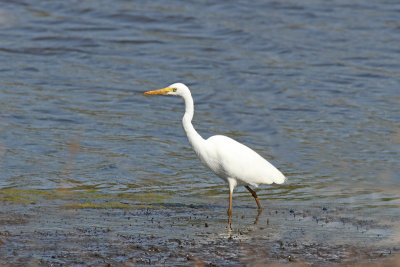 Intermediate Egret