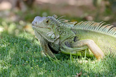 Green Iguana 
