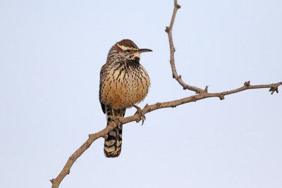 Cactus Wren