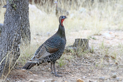 Wild Turkey