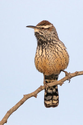 Cactus Wren