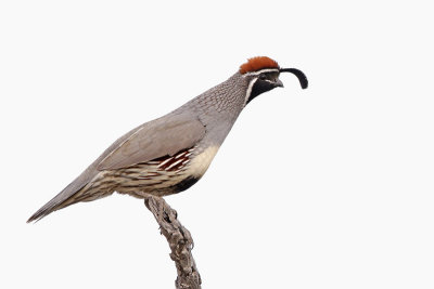 Gambel's Quail