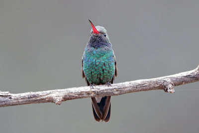 Broad-billed Hummingbird 