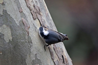 White-breasted Nuthatch