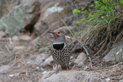 Northern Flicker (Red-Shafted)