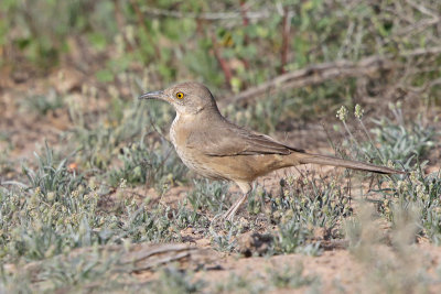 Bendire's Thrasher