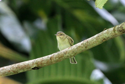 Black-whiskered Vireo