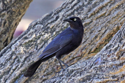 Greater Antillean Grackle 