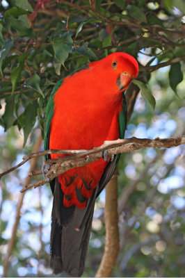 Australian King-Parrot