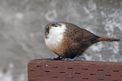 Canyon Wren