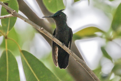 Antillean Crested Hummingbird 