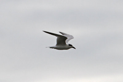 Gull-billed Tern