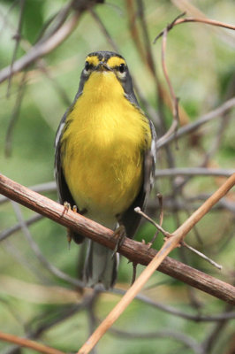 Adelaide's Warbler 