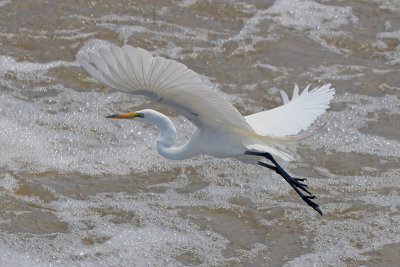 Great Egret