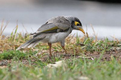 Noisy Miner