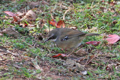 White-browed Scrubwren