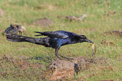 Boat-tailed Grackle