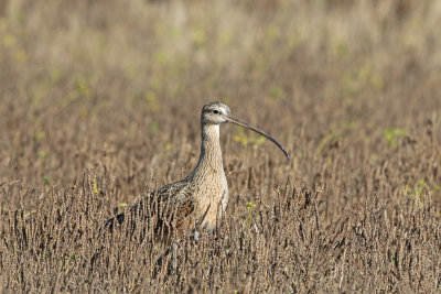 Long-billed Curlew 