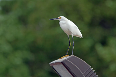 Snowy Egret 