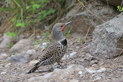 Northern Flicker (Red-Shafted)