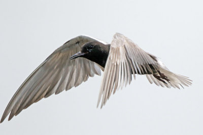 Black Tern 