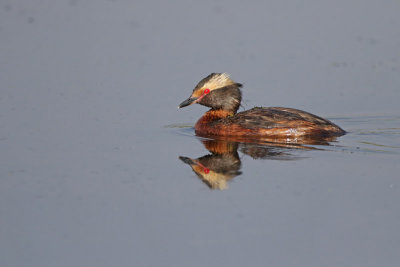 Horned Grebe 