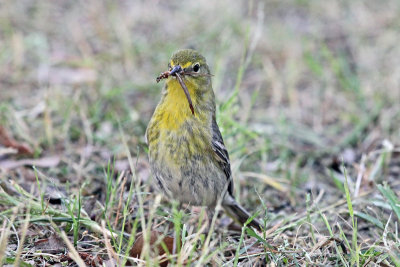 Pine Warbler