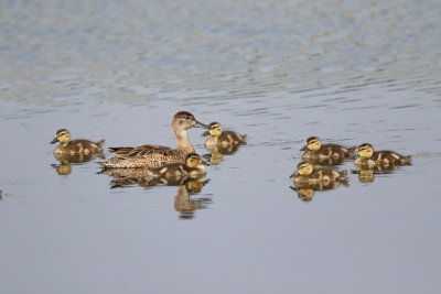 Blue-winged Teal