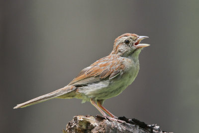 Bachman's Sparrow 