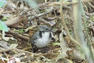 Australian Logrunner