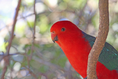 Australian King-Parrot