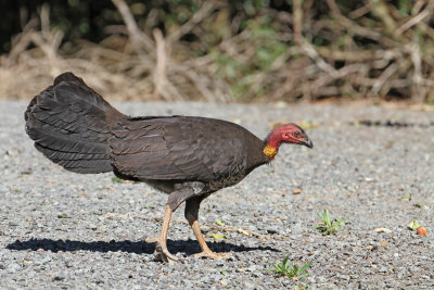 Australian-brush Turkey 