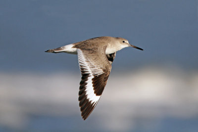 Willet