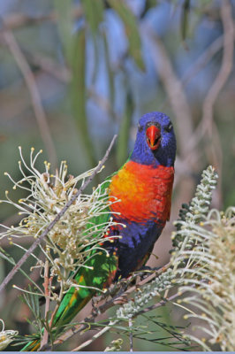 Rainbow Lorikeet