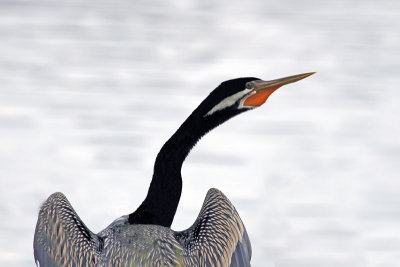 Australian Darter