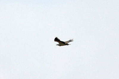 White-bellied Sea Eagle