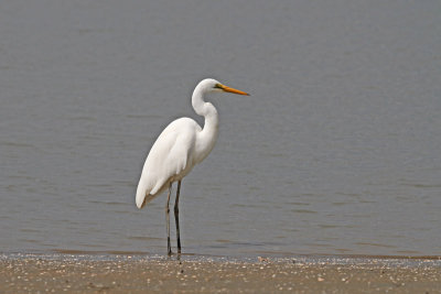 Great-eastern Egret