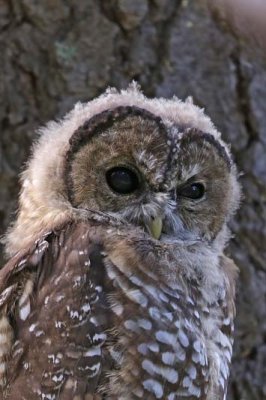 Spotted Owl 