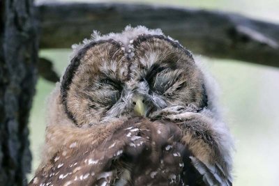 Spotted Owl 