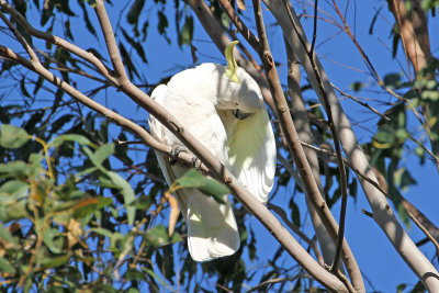 Sulphur-crested Cockatoo
