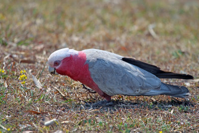 Galah