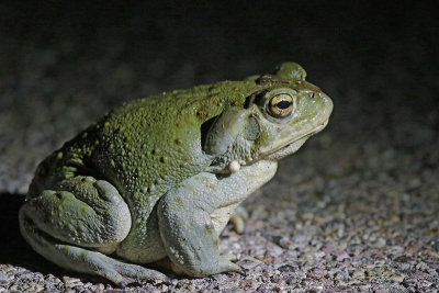 Arizona Toad 