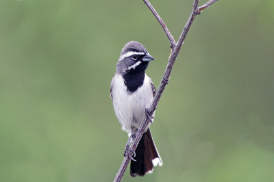 Black-throated Sparrow
