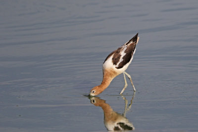 American Avocet