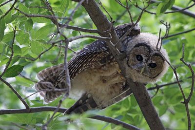 Spotted Owl