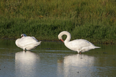 Mute Swan